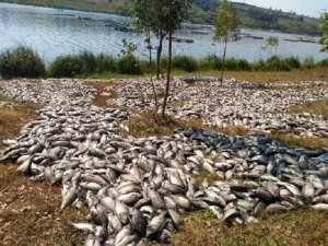 Abaturage babujijwe kurya amafi yipfishije mu kiyaga cya Muhazi