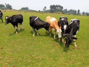 Perezida Kagame yashumbushije inka 5 zihaka umuturage warasiwe inka n'abagizi ba nabi