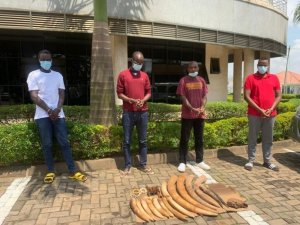 Rusizi: Bafatanwe ibiro 45 by'amahembe y'inzovu bagiye kuyagurisha