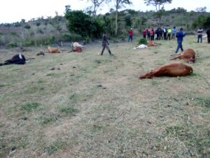 Kirehe: Amayobera ku rupfu rw'inka 13 z'abaturage 2 zapfiriye rimwe zivuye konera umuturage