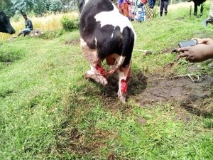 Musanze: Abagabo babiri batawe muri yombi bakekwaho gutema inka z'umuturage