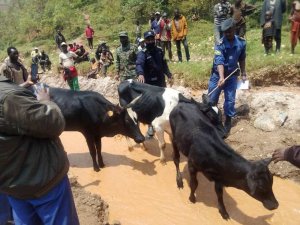 U Burundi bwashyikirije u Rwanda inka ziherutse kwibwa Nyaruguru