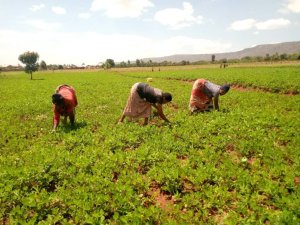 Menya uko ibihembwe bigize umwaka byabarwaga mu Rwanda rwo hambere n'uko bikurikirana