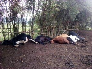 Nyagatare:Inka esheshatu z'umuturage umwe zakubiswe n'inkuba zihita zipfa