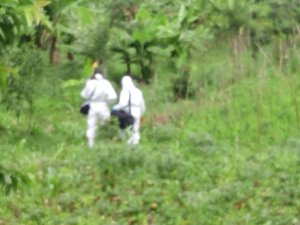 Karongi:Umurambo w'umugabo watemaguwe wabonetse mu murima w'ibishyimbo 