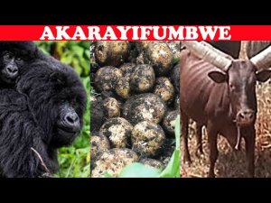 Ibirayi bizacika mu Kinigi, Inka z'Amahembe bahura zicike mu Mutara! Nyuma yaho se?