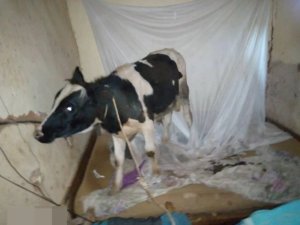 Musanze: Umugabo arashinjwa kwiba inka akayihisha ku buriri araraho