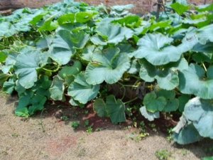 Niba utajya urya ibisusa umubiri wawe wahombye ibi bintu by'ingenzi