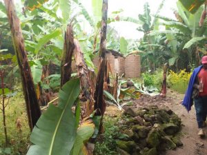 Musanze: Umusore yatemaguye insina z'ababyeyi be harakekwa ubusinzi