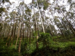 U Rwanda rugiye kwakira inama mpuzamahanga yiga ku mashyamba