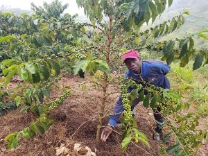 NAEB igiye guhagarika ifumbire yahaga abahinzi ba kawa ku buntu