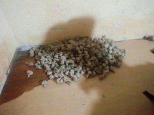 Kigali: Abagabo babiri bakurikiranyweho gucuruza urumogi