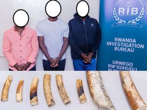 Batatu bafatanywe amahembe y'inzovu bayatwaye mu modoka ya Leta