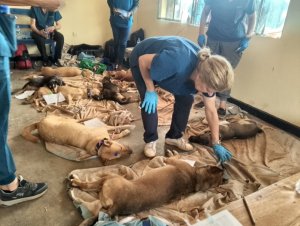 Imbwa zirenga 200 zo mu turere twa Ngoma na Kayonza zakonwe