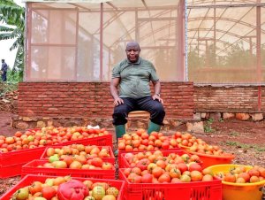 Burundi: Perezida Ndayishimiye yasaruye inyanya zirimo izipima ibiro 2 kuri rumwe [AMAFOTO]