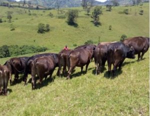 RDC: ishyirahamwe ry'aborozi ryavuze ko FDRL imaze kuritwara inka zirenga 1000