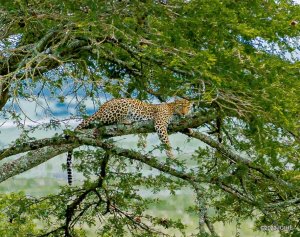 Yasuwe n'abarenga ibihumbi 59, yinjiza miliyoni 5$: Umusaruro wa Pariki y'Akagera mu 2025