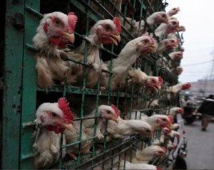 Namibiya: Leta yahagaritse gutumiza inyama z'inkoko muri Afurika y'Epfo