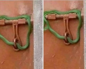 Yakingishije igipangu inzoka kugira ngo abapangayi be batinjira batamwishyuye