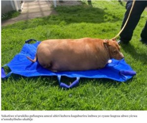 Yagaburira imbwa ye cyane yicwa n'umubyibuho none yafunzwe