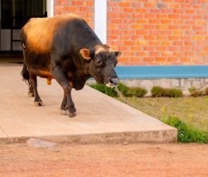 Umubare w'intanga ziterwa inka uzikuba inshuro zirindwi, mu myaka itatu iri imbere