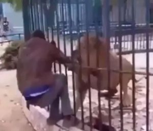 Intare yarumye ukuboko umurinzi wayo warimo kuyikinisha [AMAFOTO] 