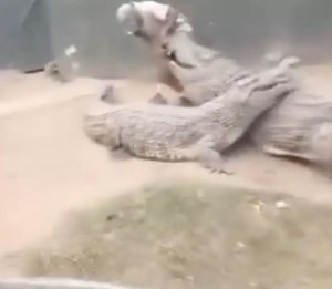 Ingona yari iciye igitsina umugabo wayerekaga ba mukerarugendo