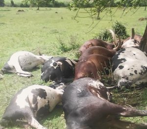 Nyagatare: Inkuba yakubise inka 12 n'intama 2 z'umuturage birapfa