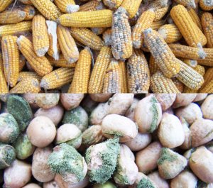 Aflatoxins:Uburozi bukomeye ku mubiri