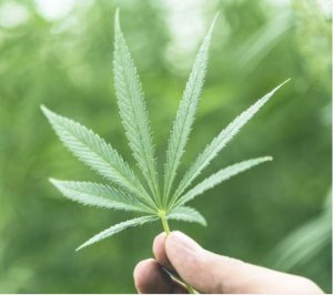 America yakomoreye Urumogi ngo rujye rugurwa muri Pharmacy nk'indi miti ivura