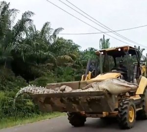 Ingona yiswe “Dayimoni”kubera kumara imyaka 50 yica abantu yafashwe icibwa umutwe [AMAFOTO]