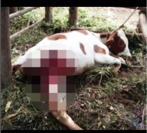 Ngoma: Undi warokotse Jenoside yakorewe Abatutsi yatemewe inka 