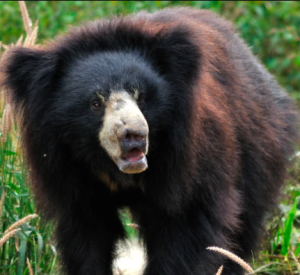 Idubu ryategeye mu nzira umugore n'umugabo mu gitondo rirabica