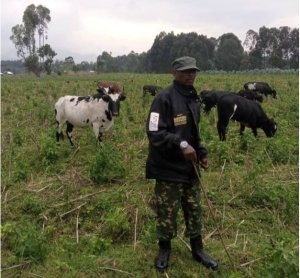 Maj.Willy Ngoma uvugira M23 yigambye umutekano mu gace bigaruriye,yiyerekana aragiye inka