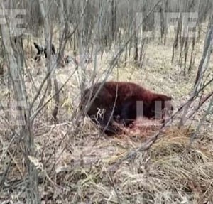 Umukinnyi w'iteramakofe yishe idubu ry'ibiro 600 ryishe inshuti ye nawe rigashaka kumwica