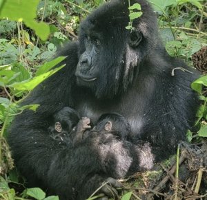 Ingagi yo muri Pariki ya Virunga yabyaye impanga