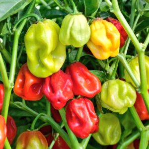  Menya akamaro k'urusenda mu mubiri harimo no kuba rugabanya umubyibuho ukabije