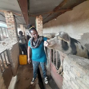 Ruhango: Uwaretse akazi i Burayi yoroye ingurube zimwinjiriza miliyoni 18 Frw ku kwezi